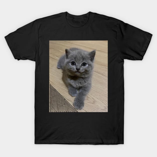 the blue cute cats T-Shirt by kunasin